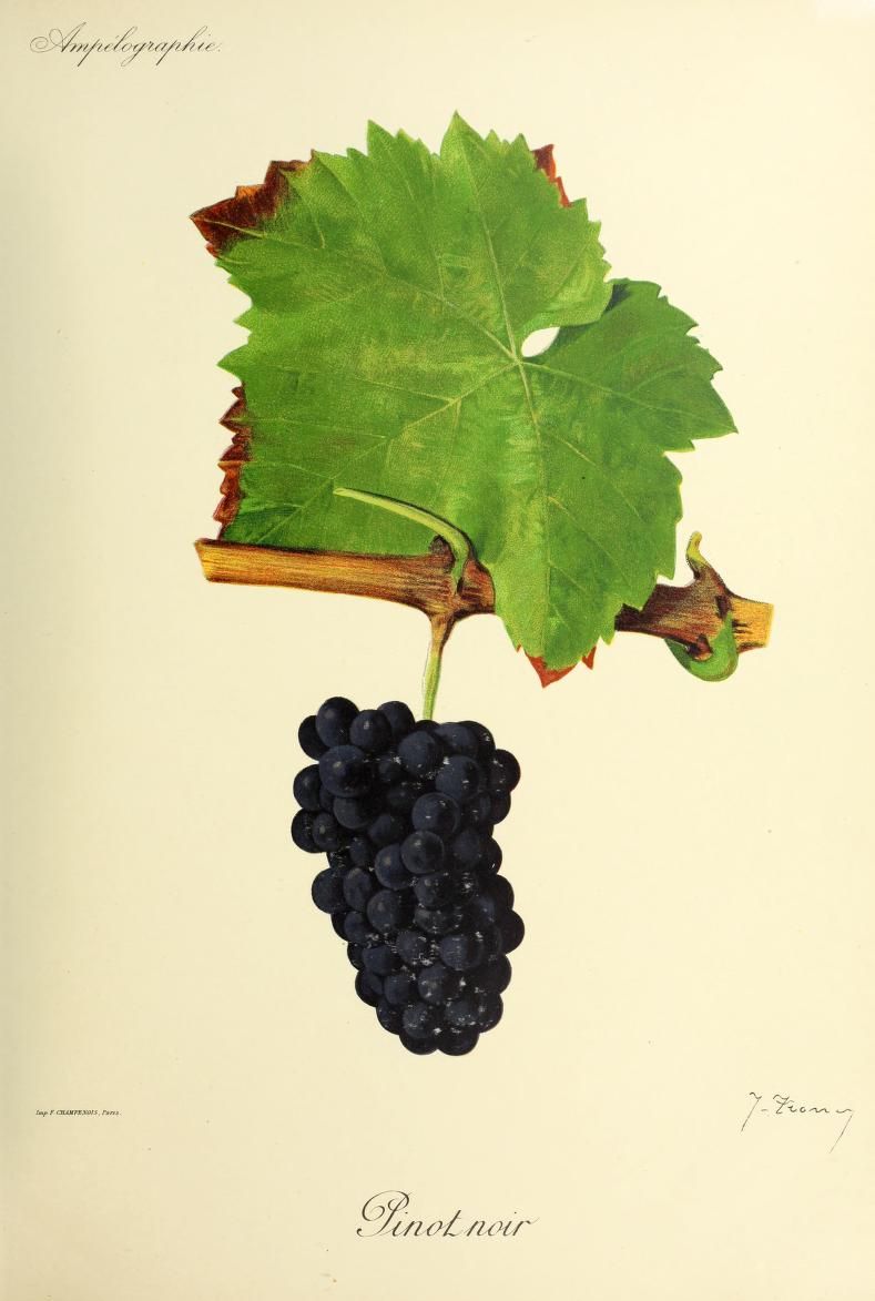 Pinot-Noir-grape-variety
