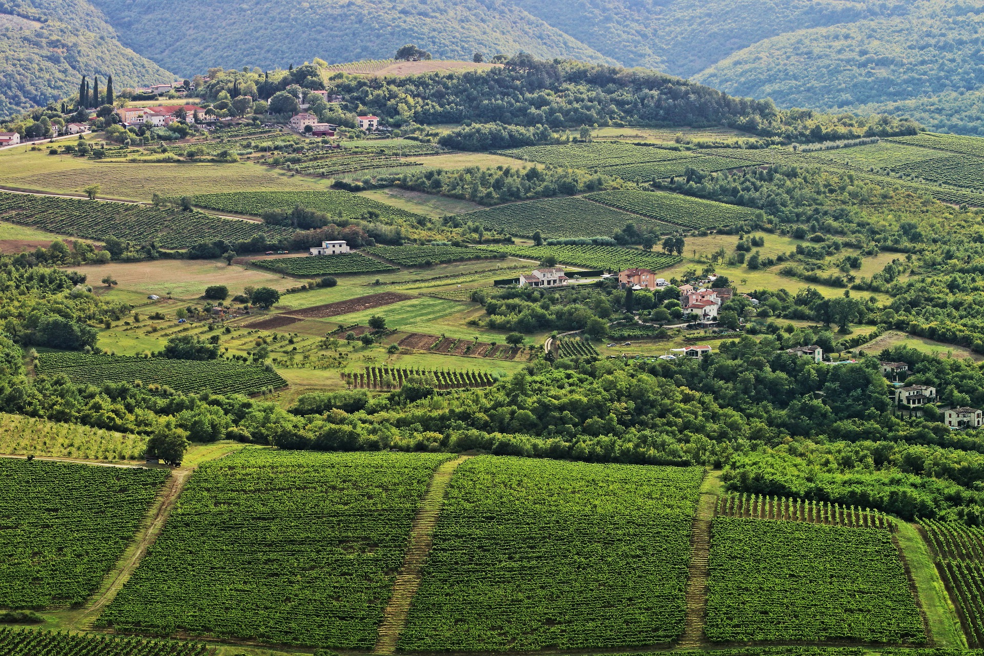 Pinot-Noir-vines